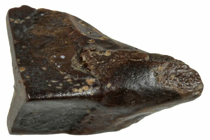 Fossil Hadrosaur (Edmontosaurus) Shed Tooth - Wyoming #284170